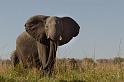 042 Chobe NP, olifanten